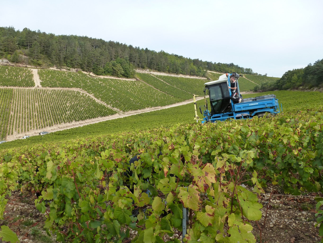 Domaine Fourrey - Chablis - Blanc - 2022 - 0,75