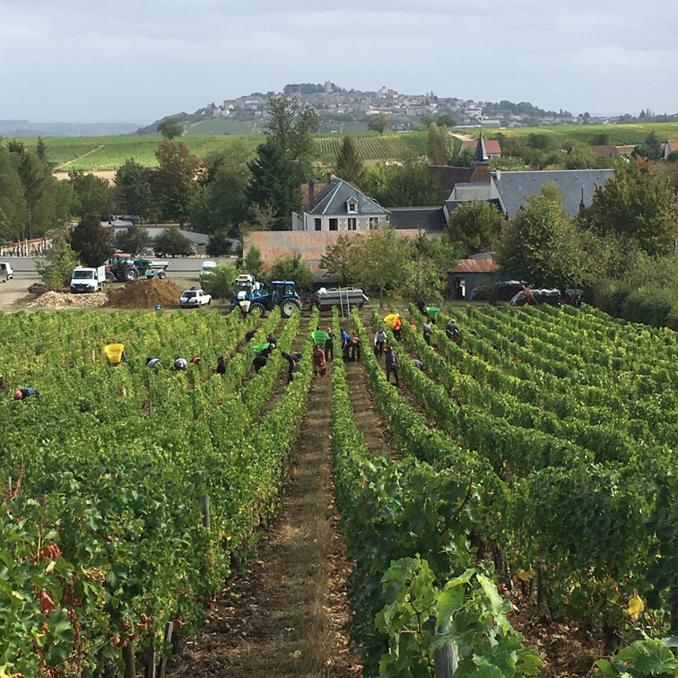 Pierre Prieur - Sancerre Les Silex - Blanc - 2023