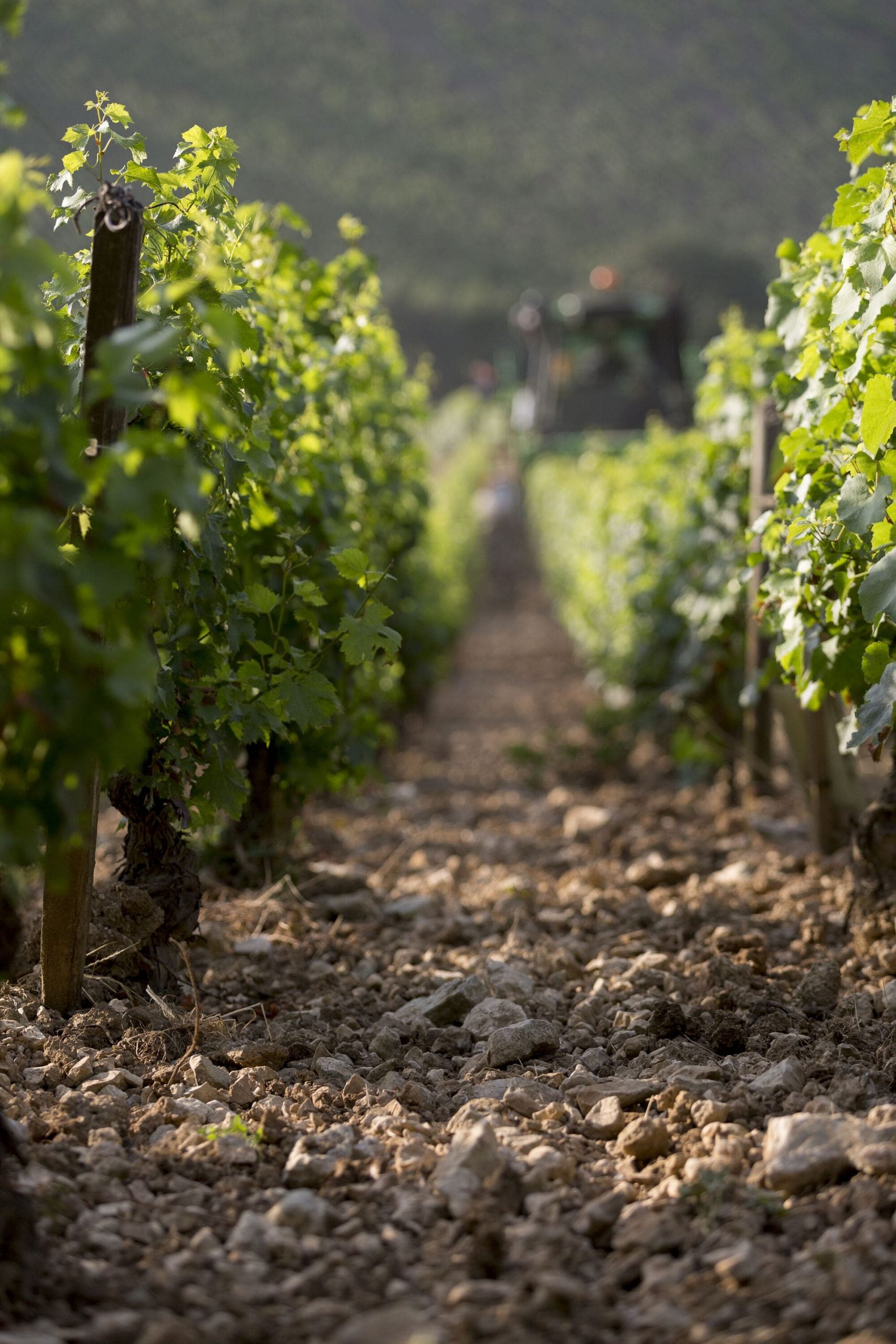 Domaine Thierry Mortet - Bourgogne Rouge 