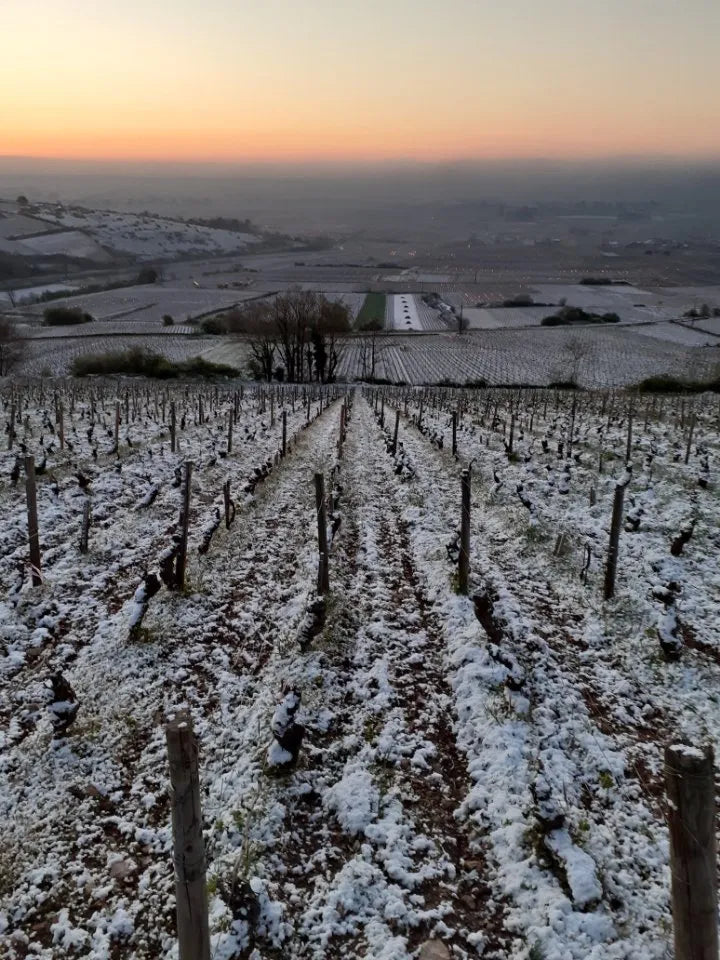 Domaine Voarick - Bourgogne Pinot Noir - Aop Bourgogne - 2020