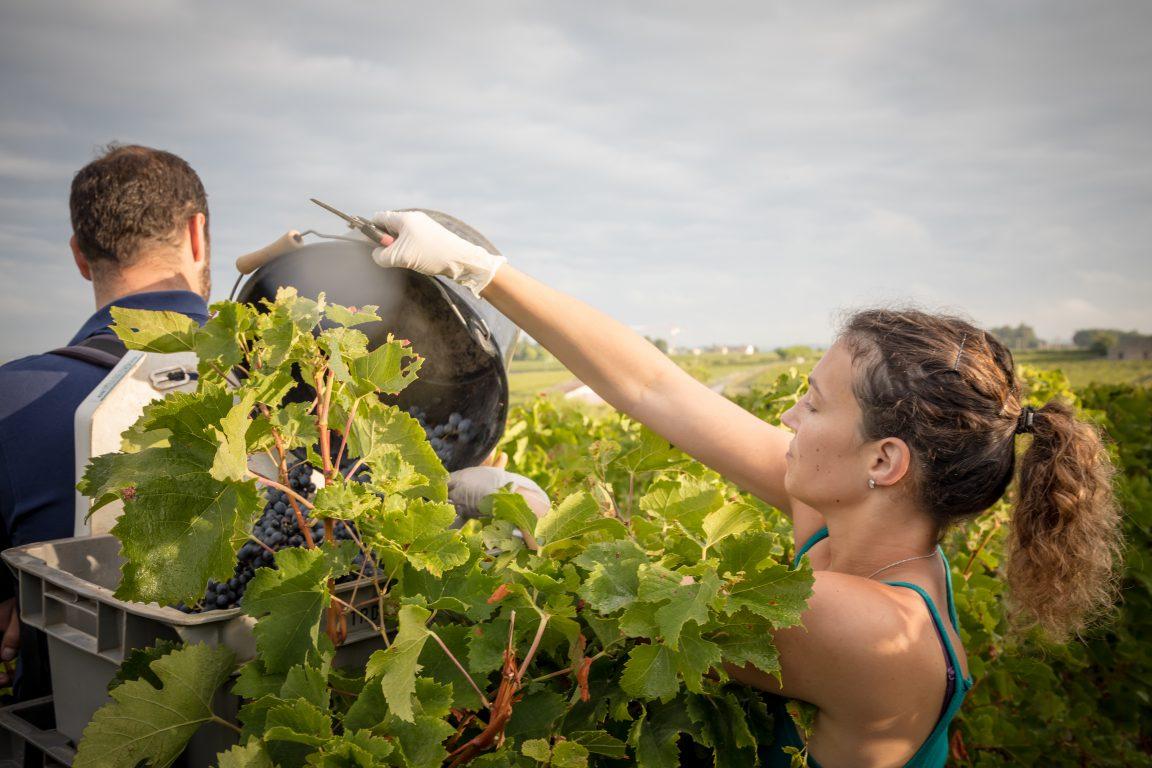 Château Troplong Mondot - Mondot By Troplong Mondot - Aop Saint Emilion Grand Cru - 2019