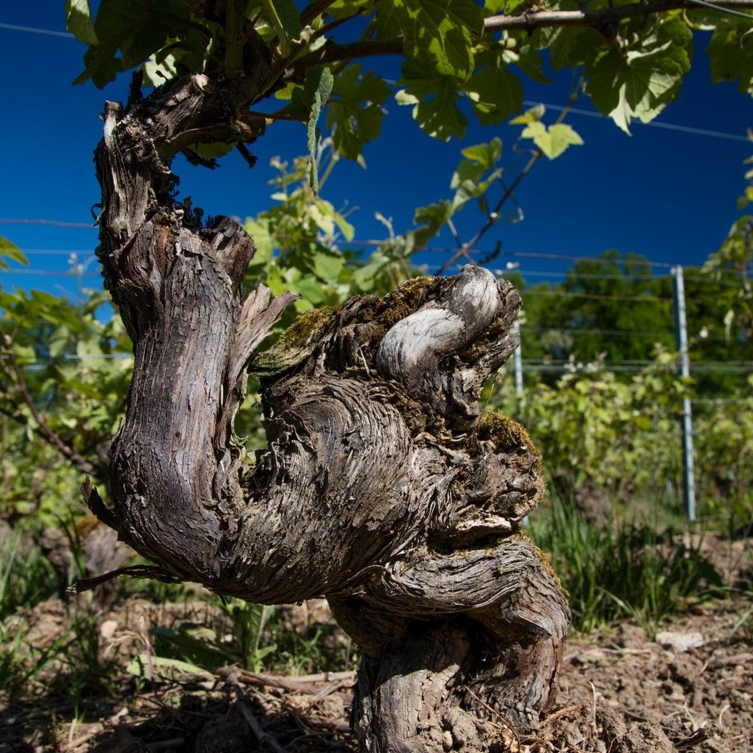 Champagne Charpentier - Terre D'Emotion Blanc De Noirs - Aop Champagne - Nv