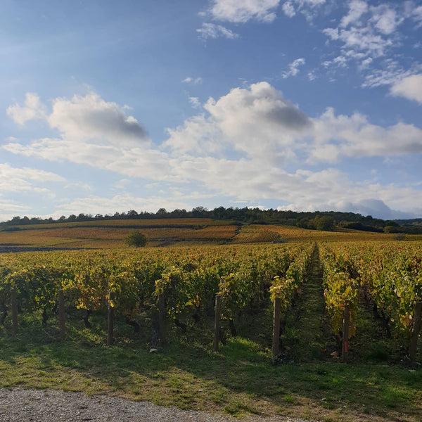 Domaine Desvignes - Givry - Rouge - 2023 - 0,75