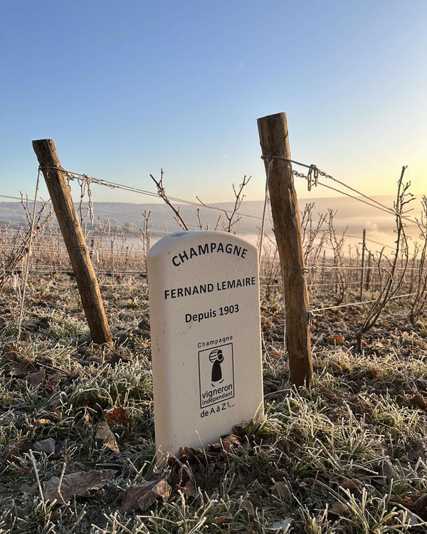 Champagne Fernand Lemaire - Blanc de Blanc 1er Cru - Effervescent Blanc - Nv - 0,75