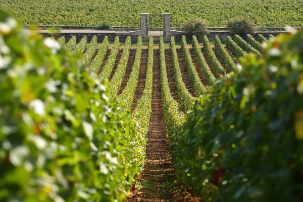 Domaine Capuano Ferreri - Bourgogne Chardonnay - Blanc - 2022