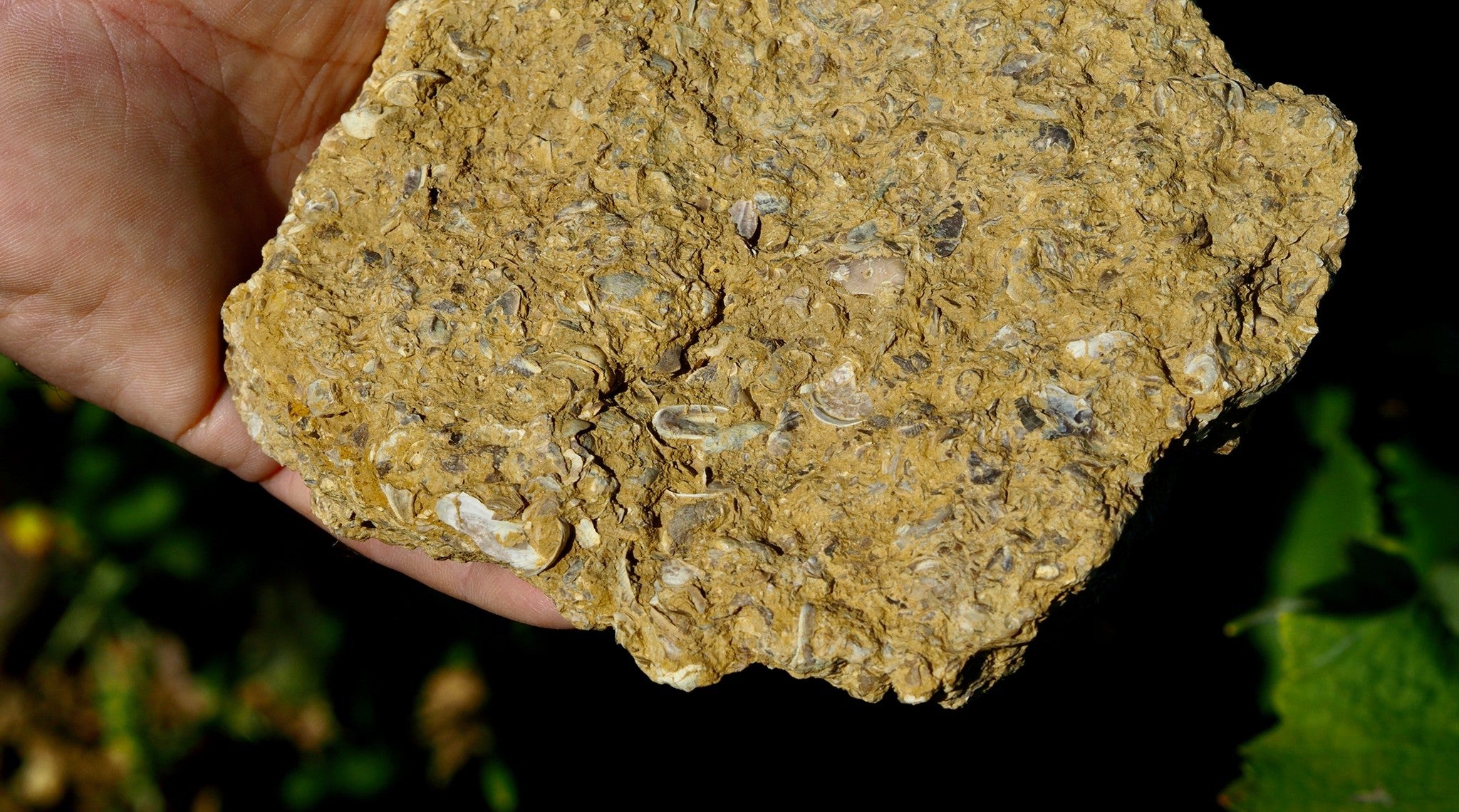 Nicolas Gaudry - Pouilly Fumé Cuvée G - Blanc - 2023 - 0,75