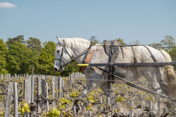 Chateau Pontet Canet - Chateau Pontet Canet Aop Pauillac - Rouge - 2021 - 0,75