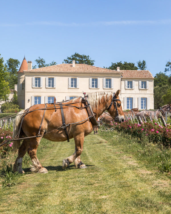 Chateau Troplong Mondot - Mondot Aop Saint Emilion Grand Cru - Rouge - 2020 - 0,75