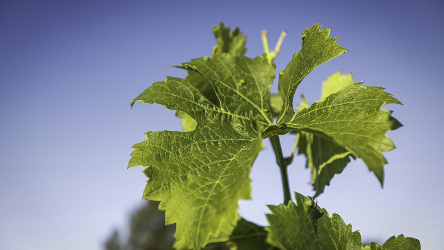 Vignobles Baylet - Chateau De L Hoste Vieilles Vignes - Rouge - 2019