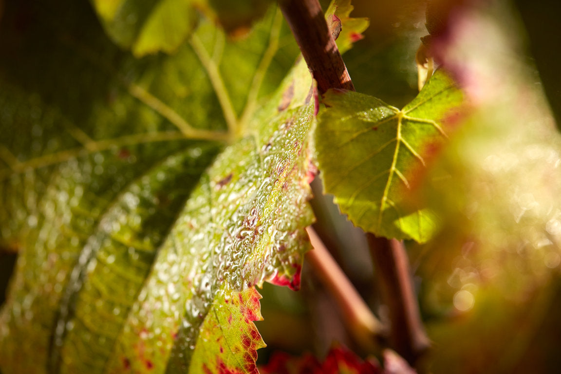 Domaine David Duband - Bourgogne - Aop Bourgogne - 2020