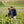 Carregar imagem no visualizador da galeria, Champagne Fernand Lemaire - Grande Reserve 1er Cru - Effervescent Blanc - Nv - 0,75
