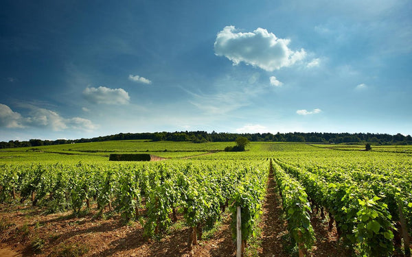 Domaine David Duband - Coteaux Bourguignon - Rouge - 2023 - 0,75
