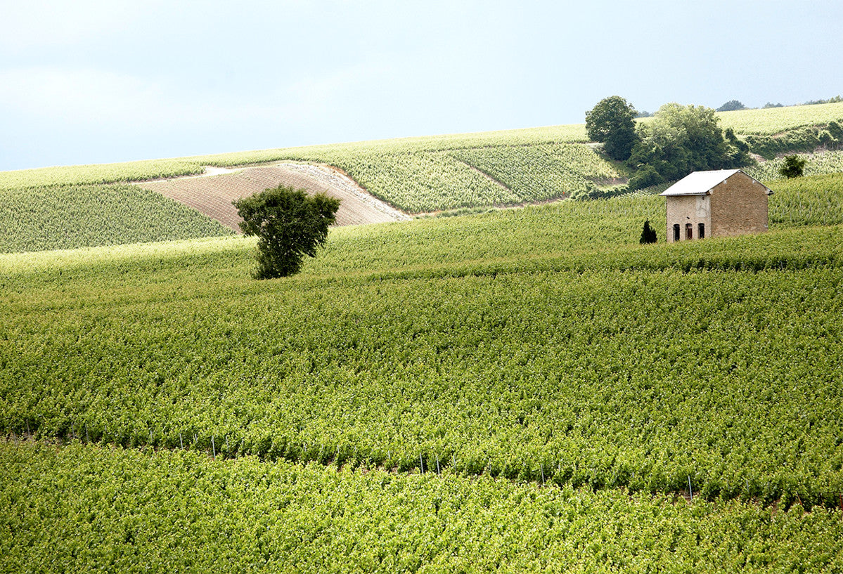 Champagne Soutiran - “Blanc De Blancs” Grand Cru Brut - Aop Champagne Grand Cru - Nv