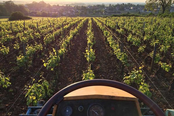 Domaine Joseph Voillot - Bourgogne Pinot Noir - Rouge - 2023