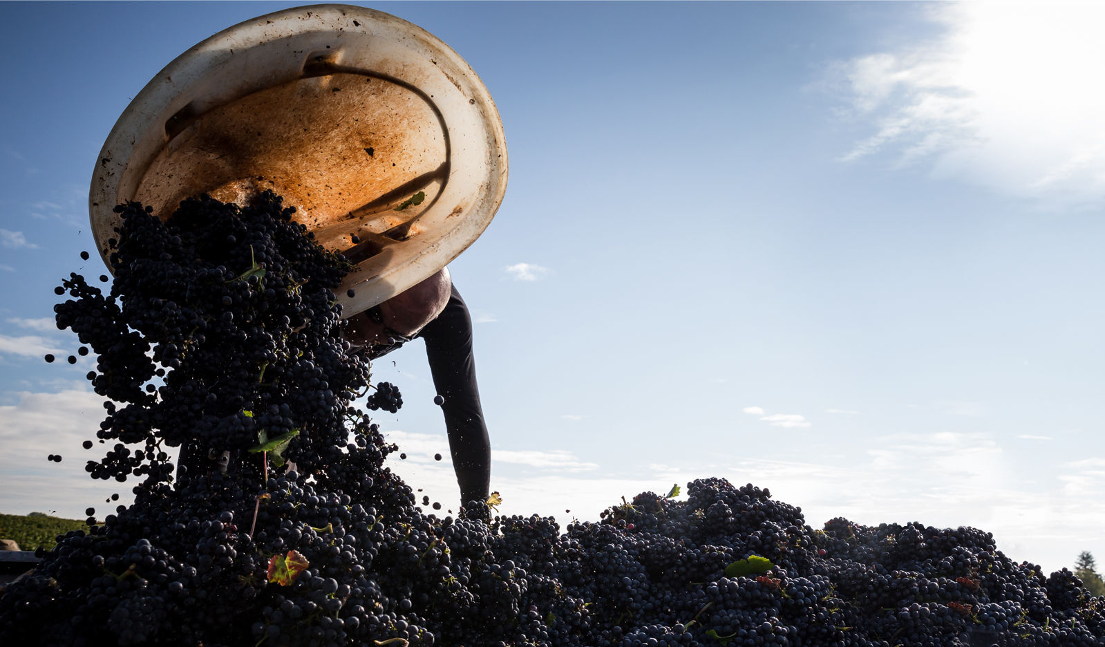 Domaine Laurent Mouton - Coteaux Bourguignons Les Fourneaux - Rouge - 2024