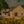 Carregar imagem no visualizador da galeria, Domaine Chevillon Chezeaux - Nuits Saint Georges 1er Cru Aux Bousselots - Rouge - 2022 - 0,75
