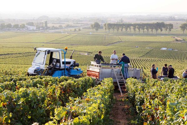Domaine Joseph Voillot - Volnay vieilles vignes - Rouge - 2023 - 0,75