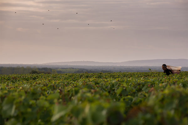 Domaine Laurent Mouton - Coteaux Bourguignons Les Fourneaux - Rouge - 2024