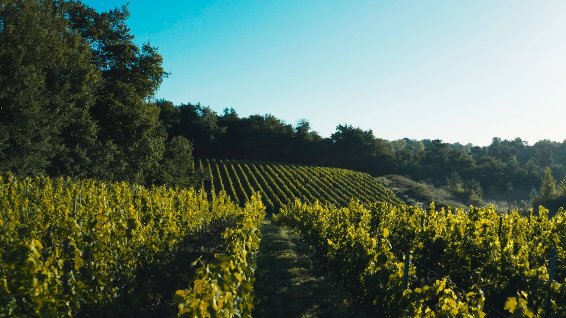 Vignobles Baylet - Chateau De L Hoste Vieilles Vignes - Rouge - 2019