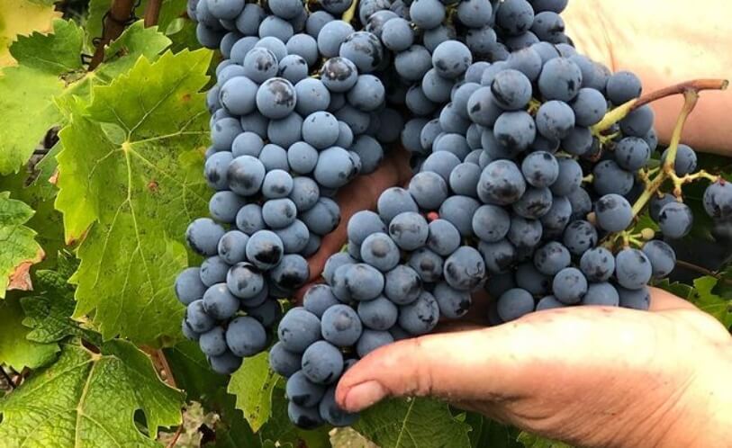 Leduc Frouin - Alexine - Blanc - 2023 - 0,75