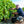 Carregar imagem no visualizador da galeria, Nicolas Gaudry - Pouilly Fumé - Blanc - 2024 - 0,75
