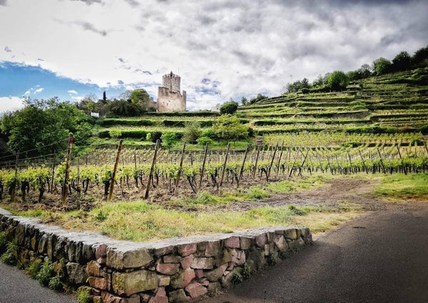Domaine Kirrenbourg - Riesling Grand Cru Schlossberg - Blanc - 2020