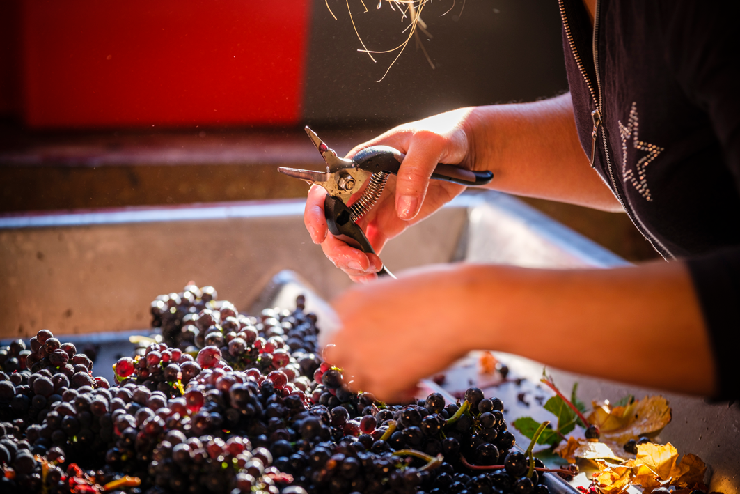 Pierre Prieur - Domaine de Saint Pierre - Sancerre Marechal Prieur - Blanc - 2022