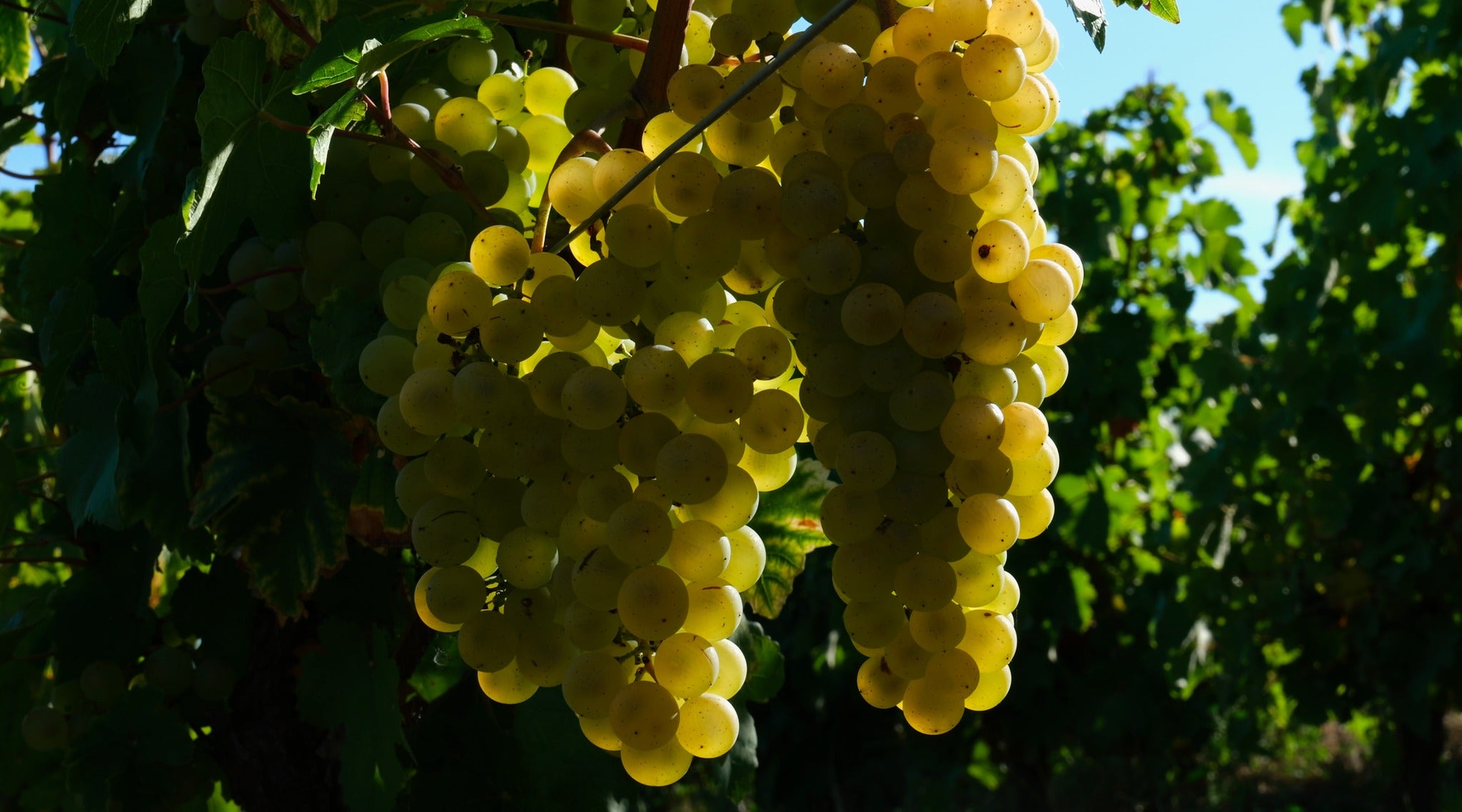 Nicolas Gaudry - Pouilly Fumé Les champs de Cri - Blanc - 2022 - 0,75