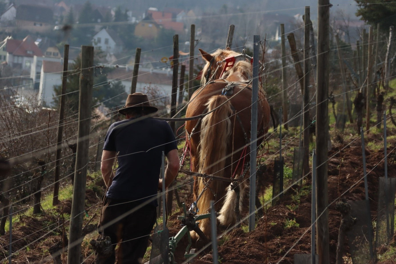 Domaine Kirrenbourg - Riesling Roche Granitique - Blanc - 2022