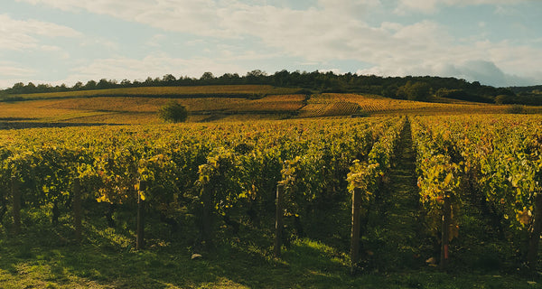 Domaine Desvignes - Givry 1er Cru La Grande Berge - Rouge - 2022 - 0,75